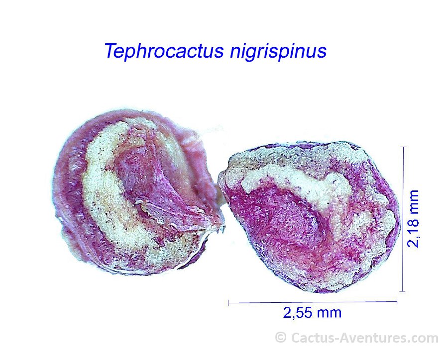 Tephrocactus nigrispinus 3AB